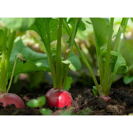 W1296 18 TAGE FRÜH WACHSENDE GEMÜSESAMEN 5G