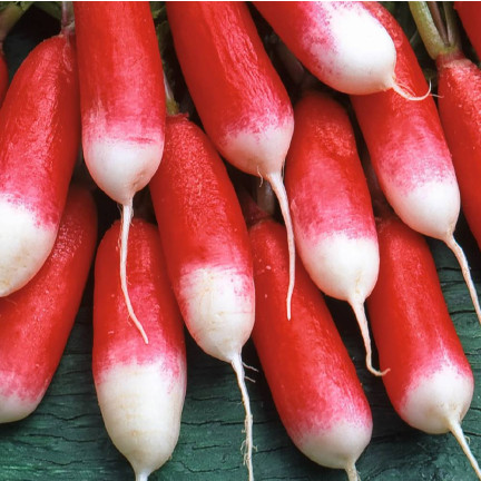 W1296 18 TAGE FRÜH WACHSENDE GEMÜSESAMEN 5G