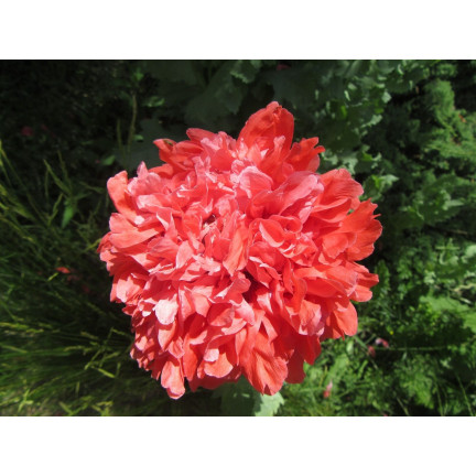 R3969 LETNÍ MÁK PLNOBAREVNÁ SMĚS SEMEN MÁKU 0.5G PIVOŇKOVÝ MÁK