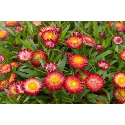 R0715 GARTEN GEISSBLATT MIX 0.5G GEISSBLATT SAMEN