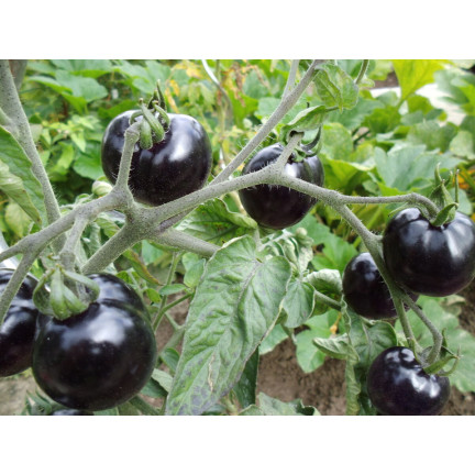 W6830 BODENTOMATE TALL BLACKBALL SAATGUT 0,3G MITTELSPÄTE SORTE