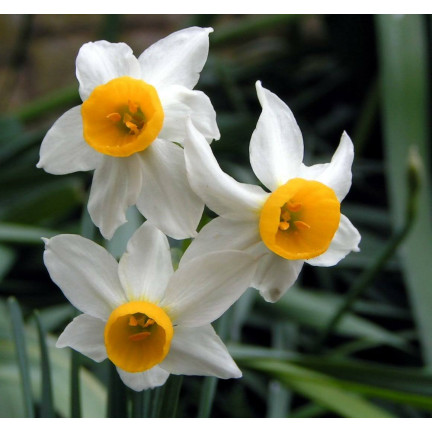 Narcyz botaniczny polski Canaliculatus, cebulki kwiatowe, 50szt. cebulek
