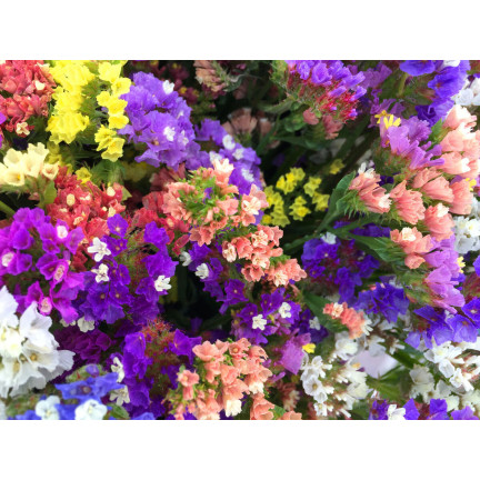R2528 ROCKSPRING MIX OF UNIQUE COLORS BLUMENSAMEN FÜR TROCKENSTRÄUSSE