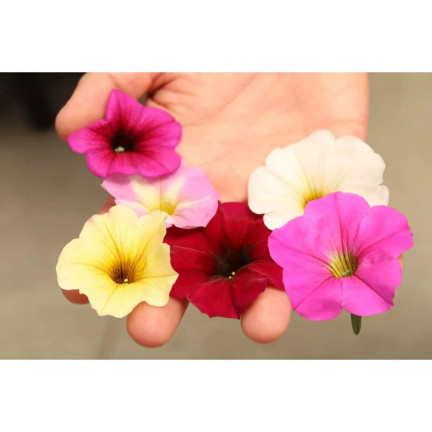 R7325 PETÚNIE ZÁVĚSNÁ BALKONOVÁ SMĚS 0,3 G SEMEN BALKONOVÁ SMĚS PETÚNIÍ