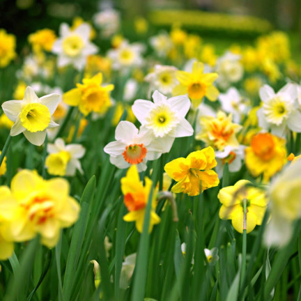 BULB8 NARZISSEN GROSSPACKUNG MIX BLUMENZWIEBELN BLUMENZWIEBELN