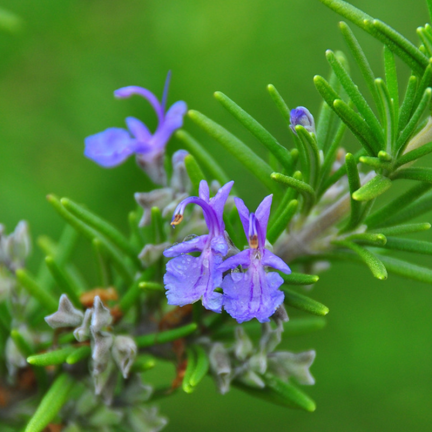 Z3028 ROZMARÝN AROMATICKÁ BYLINA SEMENA TRVALKA 0,1G