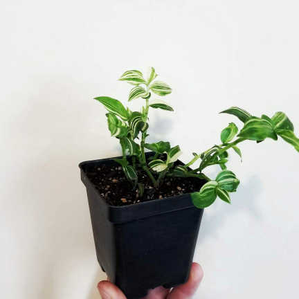 TG67330 P7 VÝROBNÍ KVĚTINÁČE PRO VÝSADBU SAZENIC PLODIN 12KS/KPL