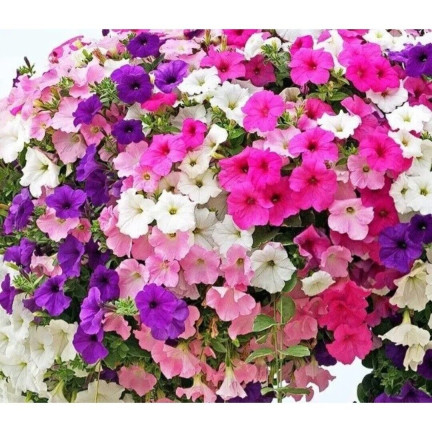 R7325 PETÚNIE ZÁVĚSNÁ BALKONOVÁ SMĚS 0,3 G SEMEN BALKONOVÁ SMĚS PETÚNIÍ