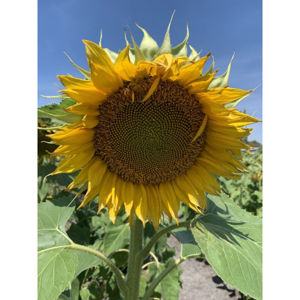 W1231 ESSBARE GARTEN-SONNENBLUME GESTREIFTES SAATGUT ZUR AUSSAAT SONNENBLUME 10G