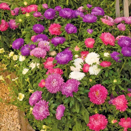 R0371 ZWERG-ASTER-MIX 1G SAMEN SAATGUT-MIX ASTRA FÜR BLUMENBEETE