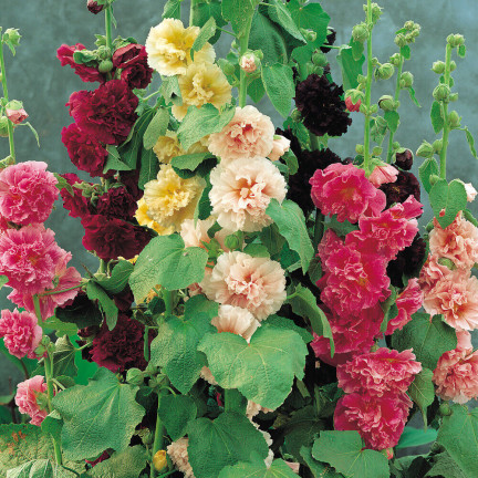 R2825 GARTENMALVE VOLLMISCHUNG 1G MALVENSAMEN