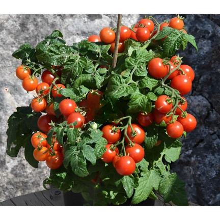 W5222 KIRSCHTOMATEN BAJAJA 0.3G TOMATENSAMEN KIRSCHTOMATEN FÜR DEN BALKON