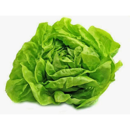 W1217 KOPFSALAT KÖNIGIN DES MAI FRÜHE FESTE SALATSAMEN 2G
