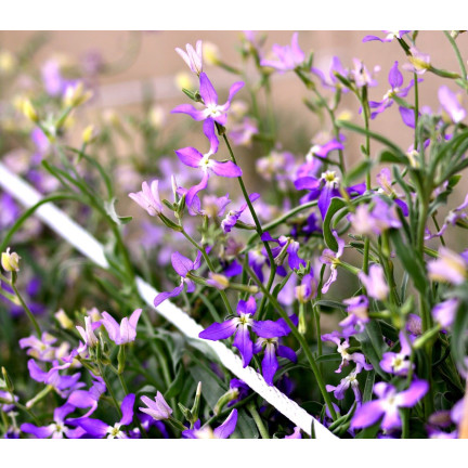 R0555 DVOUSETLETÁ OKRASNÁ ROSTLINA VOŇAVÉ SEMENO 3G