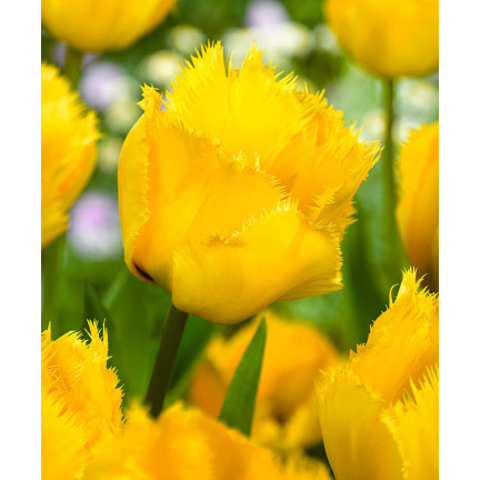 CEB3 TULIP CRYSTAL STAR BLUMENZWIEBEL 50 STÜCK.