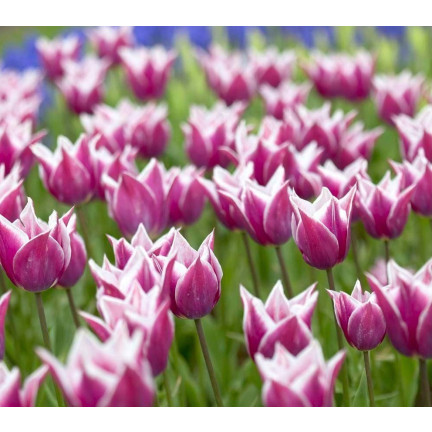 CEB2 LILA TULPE CLAUDIA BLUMENZWIEBEL 50 STÜCK.