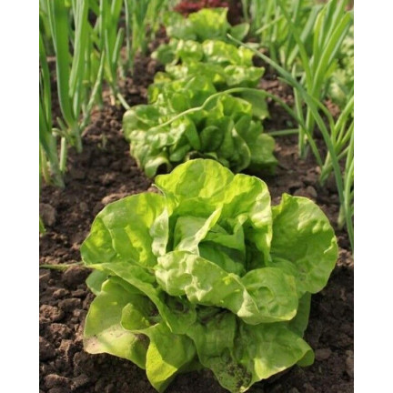 W1217 KOPFSALAT KÖNIGIN DES MAI FRÜHE FESTE SALATSAMEN 2G