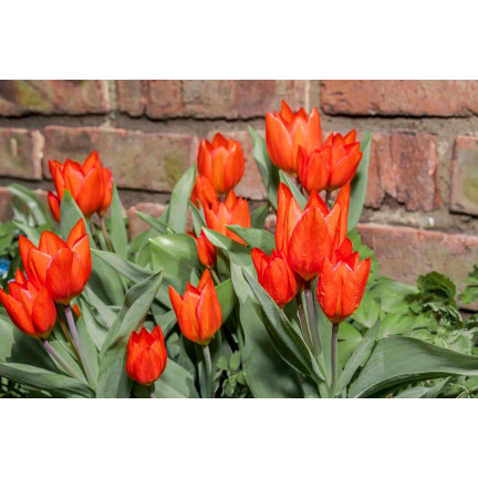 CEB6 TULIP PRAESTANS ZWANENBURG VAR BLUMENZWIEBEL 50 STÜCK.