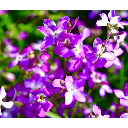 R0555 DVOUSETLETÁ OKRASNÁ ROSTLINA VOŇAVÉ SEMENO 3G