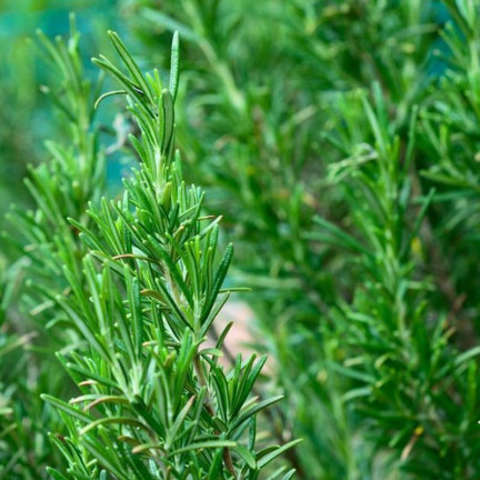 Z3028 ROZMARÝN AROMATICKÁ BYLINA SEMENA TRVALKA 0,1G