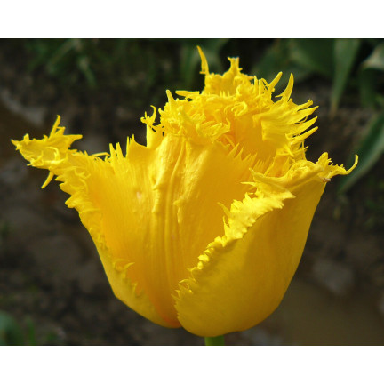CEB3 TULIP CRYSTAL STAR BLUMENZWIEBEL 50 STÜCK.