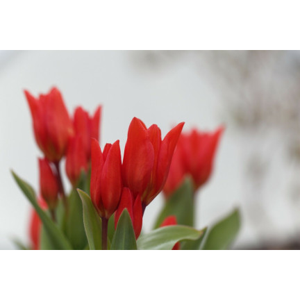 CEB6 TULIP PRAESTANS ZWANENBURG VAR BLUMENZWIEBEL 50 STÜCK.