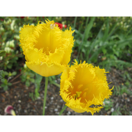 CEB3 TULIP CRYSTAL STAR BLUMENZWIEBEL 50 STÜCK.