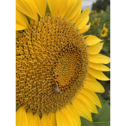 W1231 ESSBARE GARTEN-SONNENBLUME GESTREIFTES SAATGUT ZUR AUSSAAT SONNENBLUME 10G