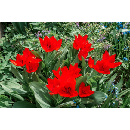 CEB6 TULIP PRAESTANS ZWANENBURG VAR BLUMENZWIEBEL 50 STÜCK.