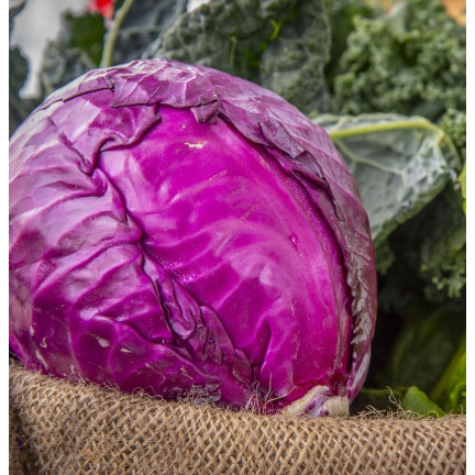 W1086 KOHLSAMEN KOPF ROTMARDER MITTELFRÜH FÜR SALATE