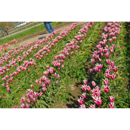 CEB2 LILA TULPE CLAUDIA BLUMENZWIEBEL 50 STÜCK.