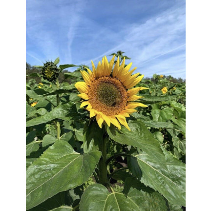 W1231 ESSBARE GARTEN-SONNENBLUME GESTREIFTES SAATGUT ZUR AUSSAAT SONNENBLUME 10G