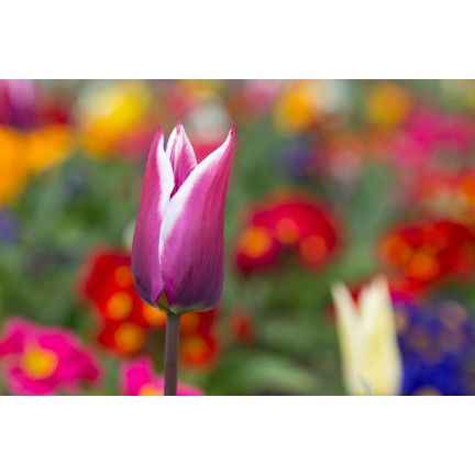 CEB2 LILA TULPE CLAUDIA BLUMENZWIEBEL 50 STÜCK.