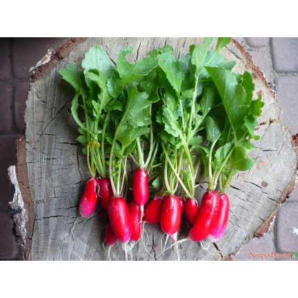 W1296 18 TAGE FRÜH WACHSENDE GEMÜSESAMEN 5G