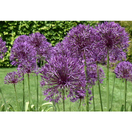 CEB23 CEBULKI KWIATÓW PURPLE RAIN CZOSNEK OZDOBNY