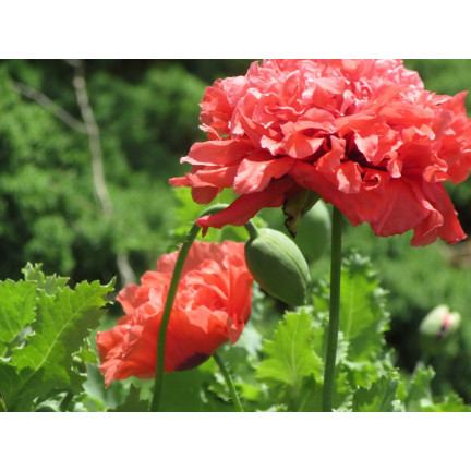 R3969 LETNÍ MÁK PLNOBAREVNÁ SMĚS SEMEN MÁKU 0.5G PIVOŇKOVÝ MÁK