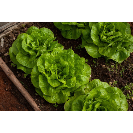 W1217 KOPFSALAT KÖNIGIN DES MAI FRÜHE FESTE SALATSAMEN 2G