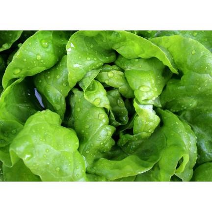 W1217 KOPFSALAT KÖNIGIN DES MAI FRÜHE FESTE SALATSAMEN 2G