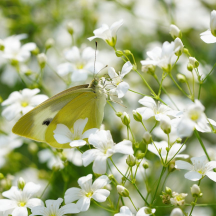 R4584 GYPSOPHILA WEISS 1G GYPSOPHILA SAMEN BLUMEN FÜR BLUMENBEETE STEINGÄRTEN