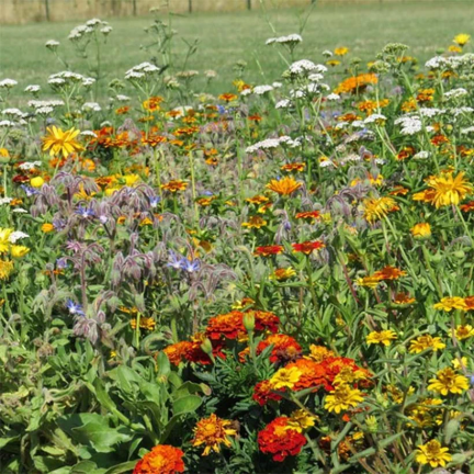 M5017 ANTI-SCHNECKEN-MISCHBAND 7M SAMEN AUF BAND BLUMEN GEGEN SCHNECKEN