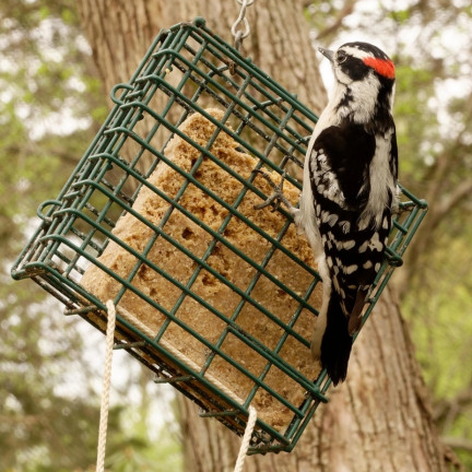 TUKOVÝ BLOK PRO VOLNĚ ŽIJÍCÍ PTÁKY SE ZRNÍM PRO ZIMNÍ TURDUS 300G