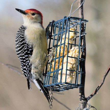 TUKOVÝ BLOK PRO VOLNĚ ŽIJÍCÍ PTÁKY SE ZRNÍM PRO ZIMNÍ TURDUS 300G