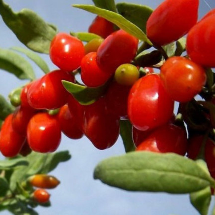 R2123 GOJI BERRIES frosthart scharlachrot gesunde Früchte dornig
