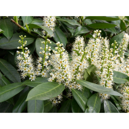 SUM76 Fertilizer for cherry laurel, multi-component fertilizer for shrubs and hedges, 1 kg