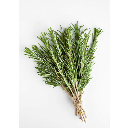 Z3028 ROZMARÝN AROMATICKÁ BYLINA SEMENA TRVALKA 0,1G