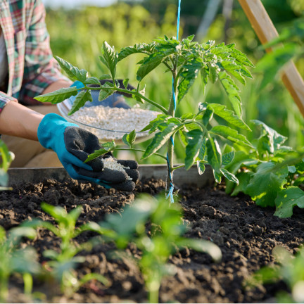 Organic fertilizer for tomatoes, BIO granules, natural, Biovita 3 kg