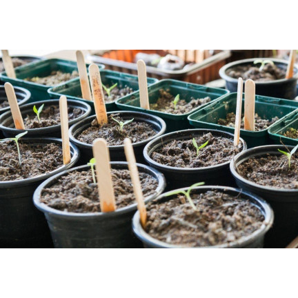 BIO5 SAATBEETE ZUM BEIZEN VON SETZLINGEN MIT KOKOSFASERN 5L
