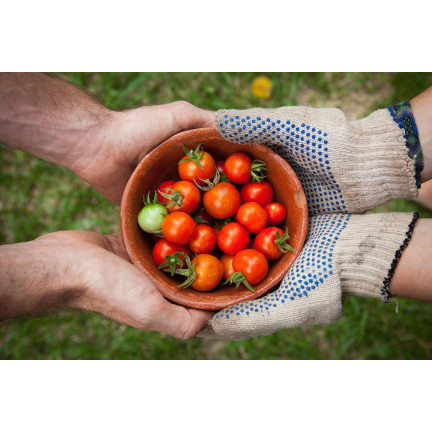 W5222 KIRSCHTOMATEN BAJAJA 0.3G TOMATENSAMEN KIRSCHTOMATEN FÜR DEN BALKON