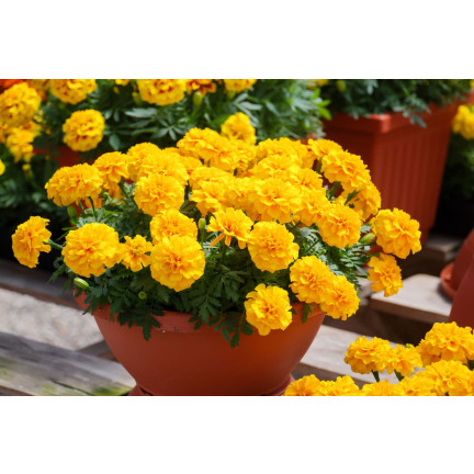 R2005 GYPSY SUNSHINE NIEDRIG GELB SAMTENE SAMEN 1G