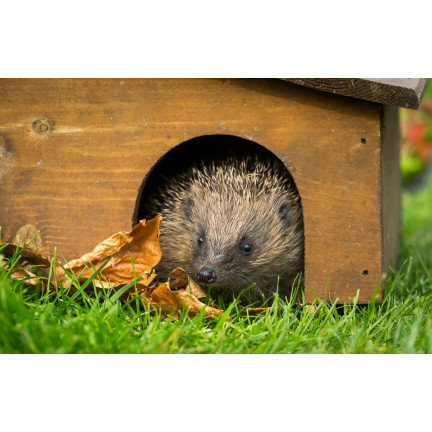 Food for wild hedgehogs, complete feed mix, high in protein, Turdus 500g